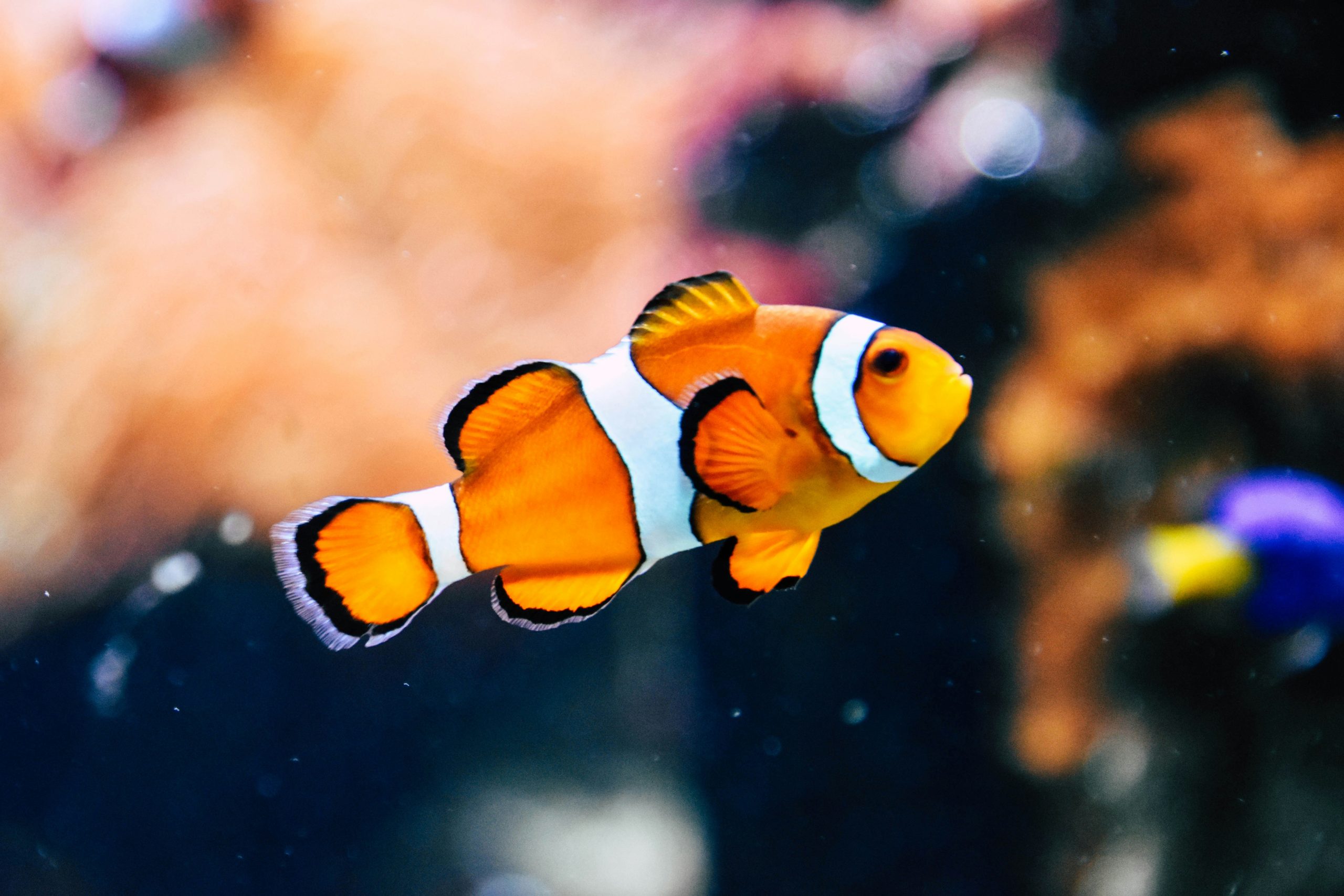 Cuir de poisson : un matériau surprenant et durable 🐟